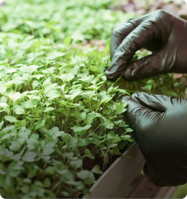 Microgreens Business Management