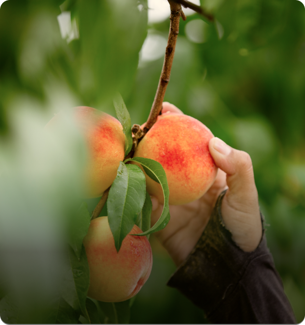 Orchard Management