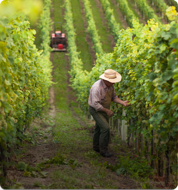 Vineyard Management