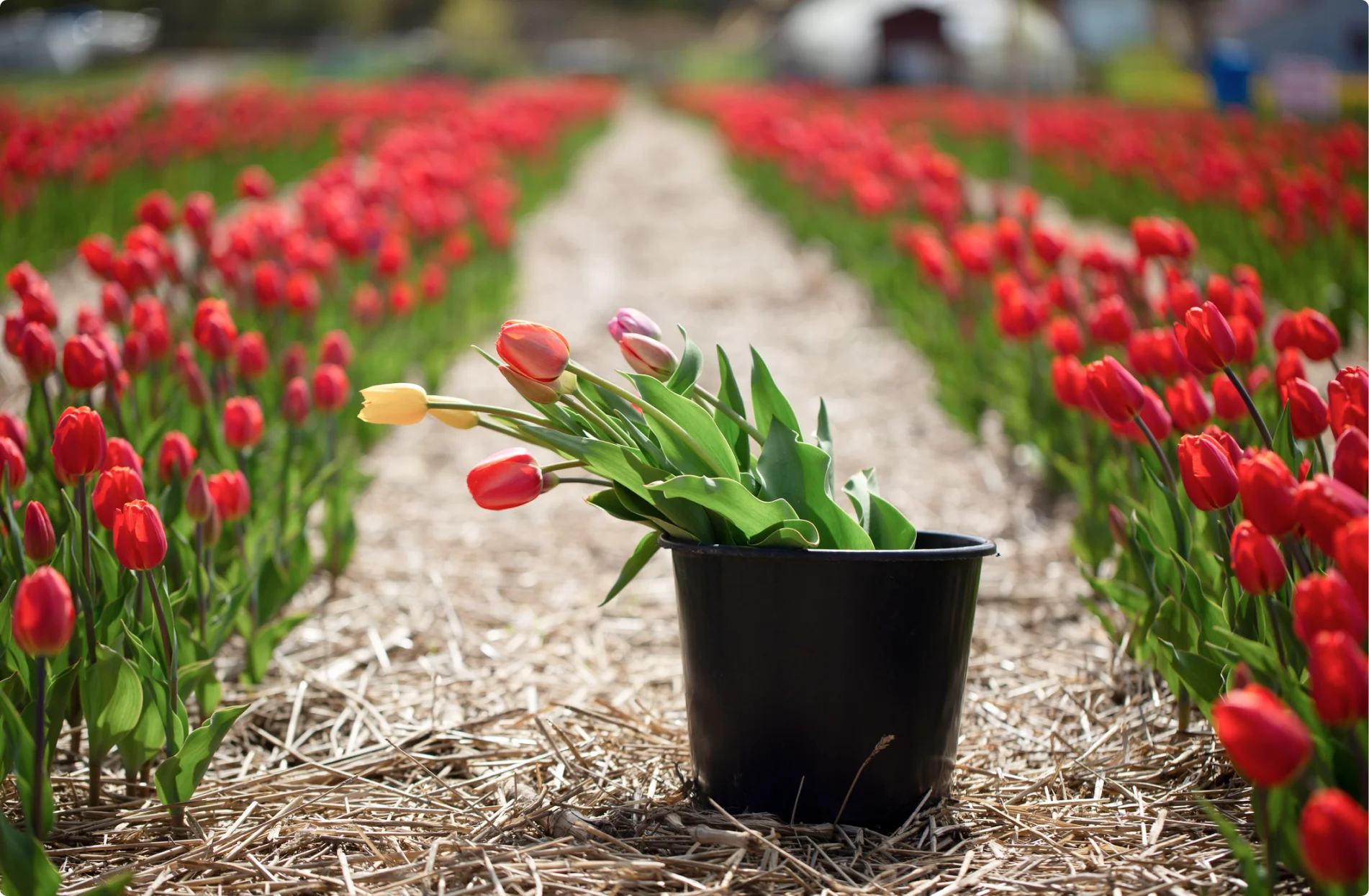 Streamline your flower inventory management.