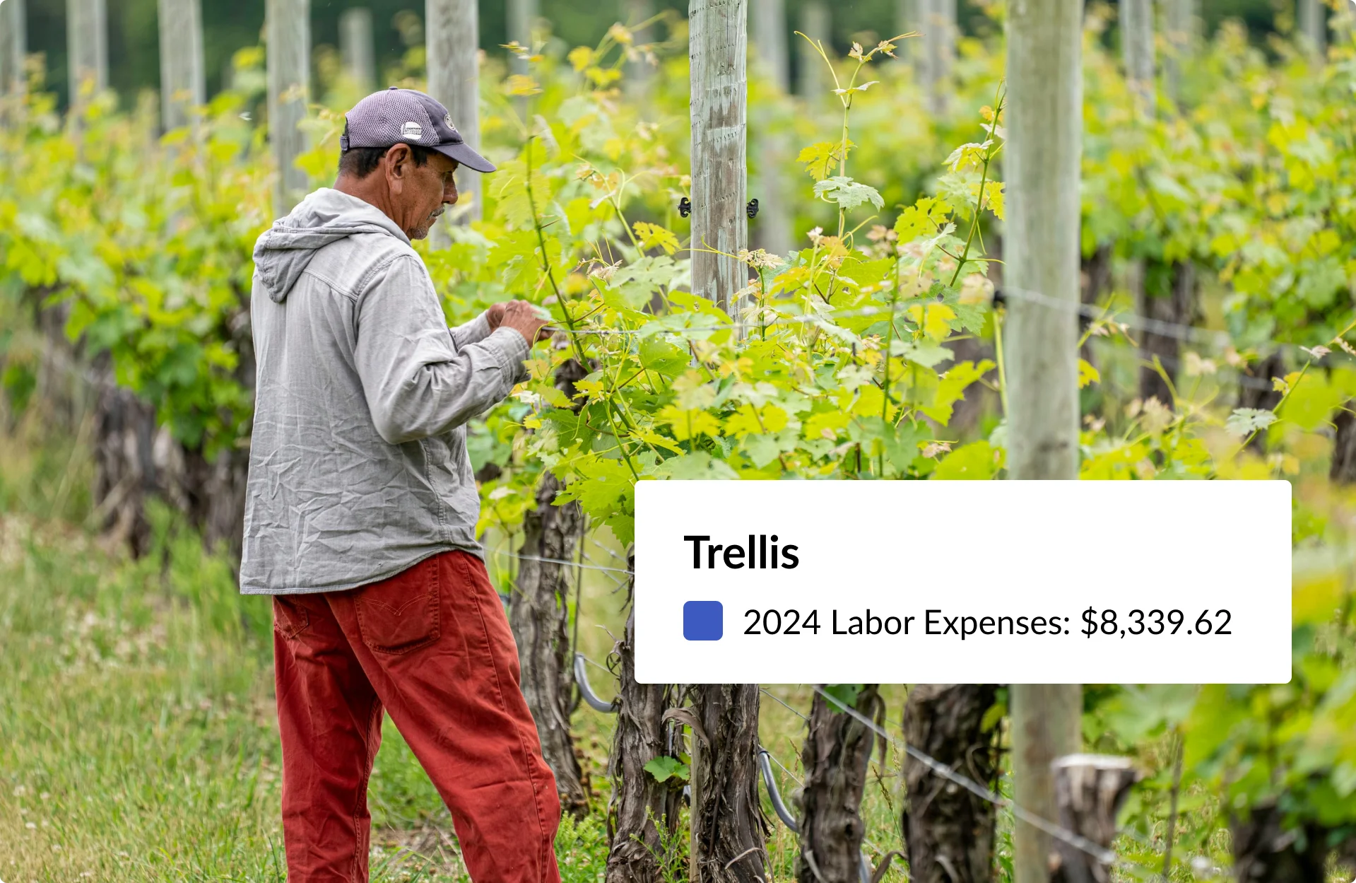 Quantify your vineyard’s performance and boost ROI.