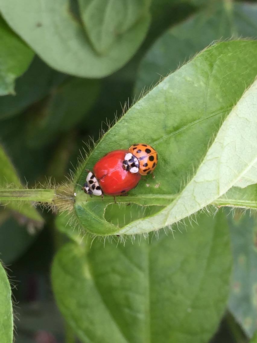 Lady Beetles The Hardest Working Ladies On Your Farm Tend